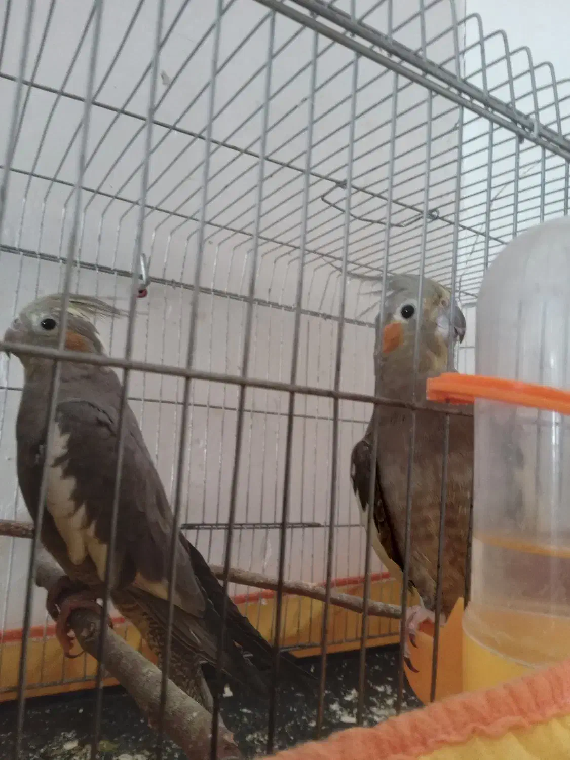 عروس هلندی مرغ عشق قناری|پرنده|امیدیه, |دیوار