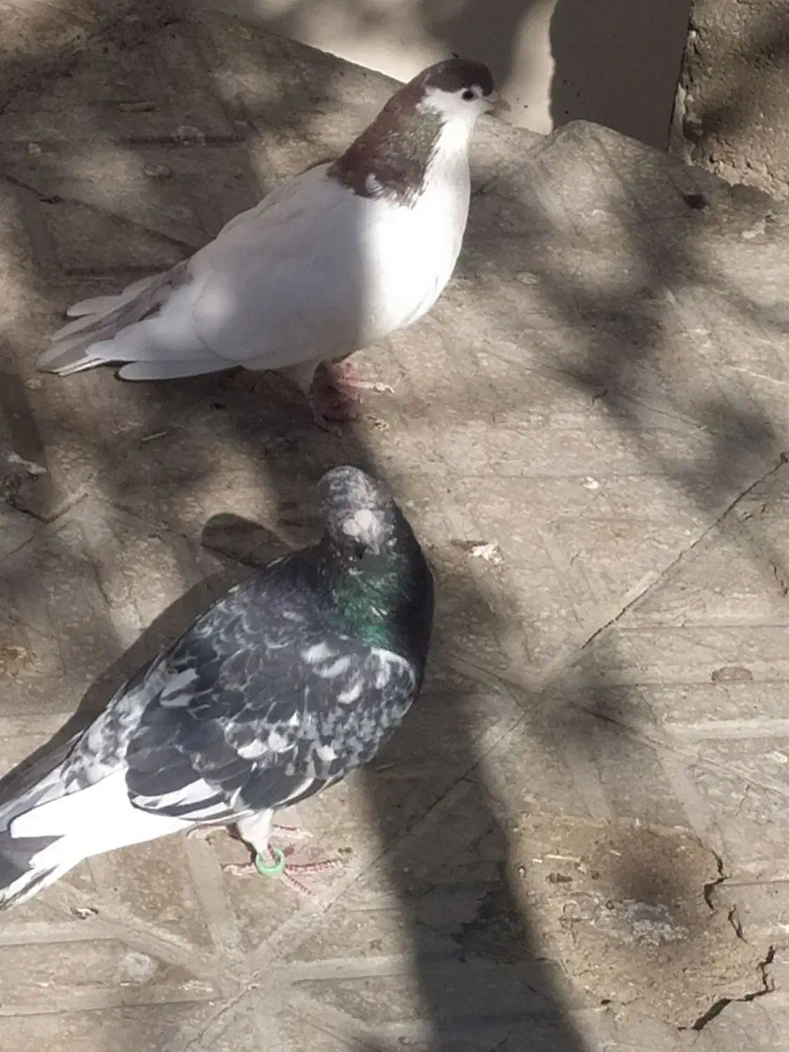 کفتر|پرنده|بیرجند, |دیوار