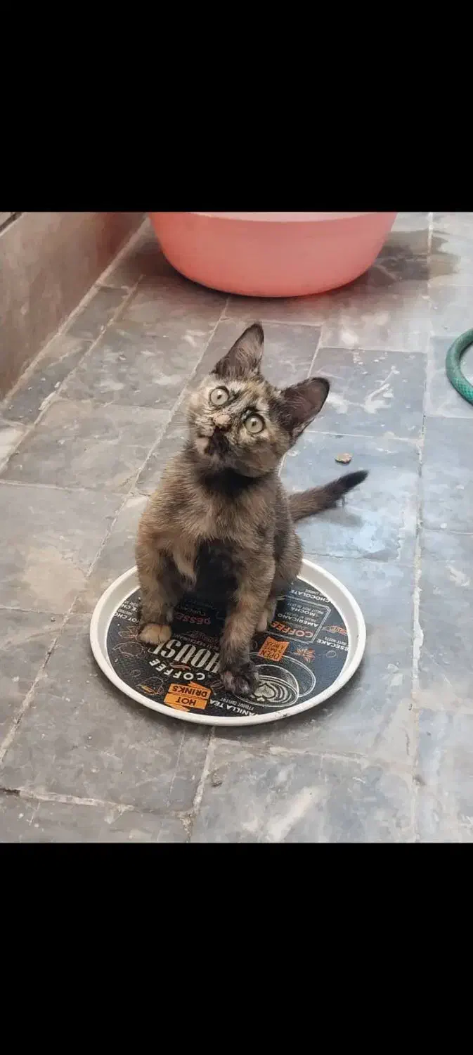 گربه مهربون|گربه|فولادشهر, مسکن مهر فولادشهر|دیوار