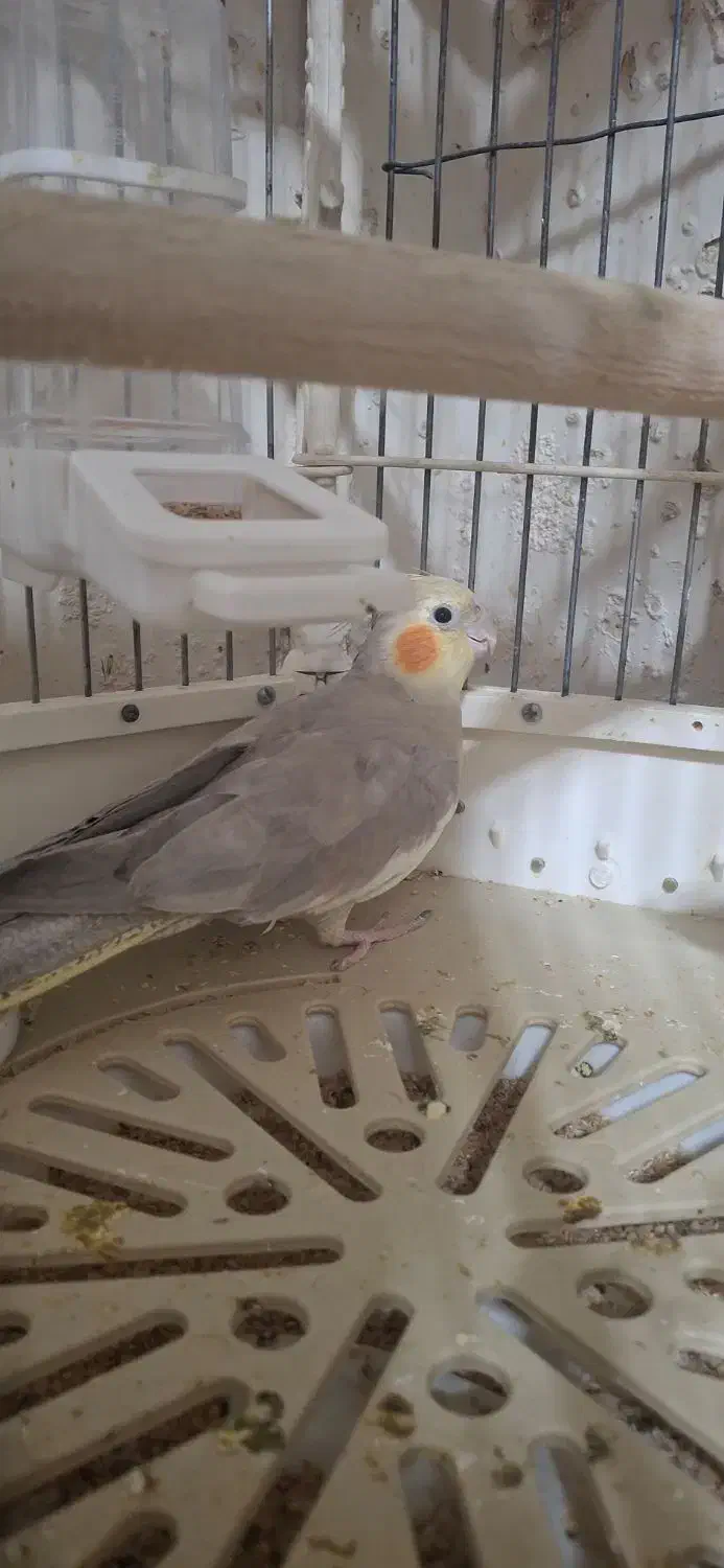 یک جفت عروس هلندی جوان و بالغ|پرنده|تهران, دولاب|دیوار