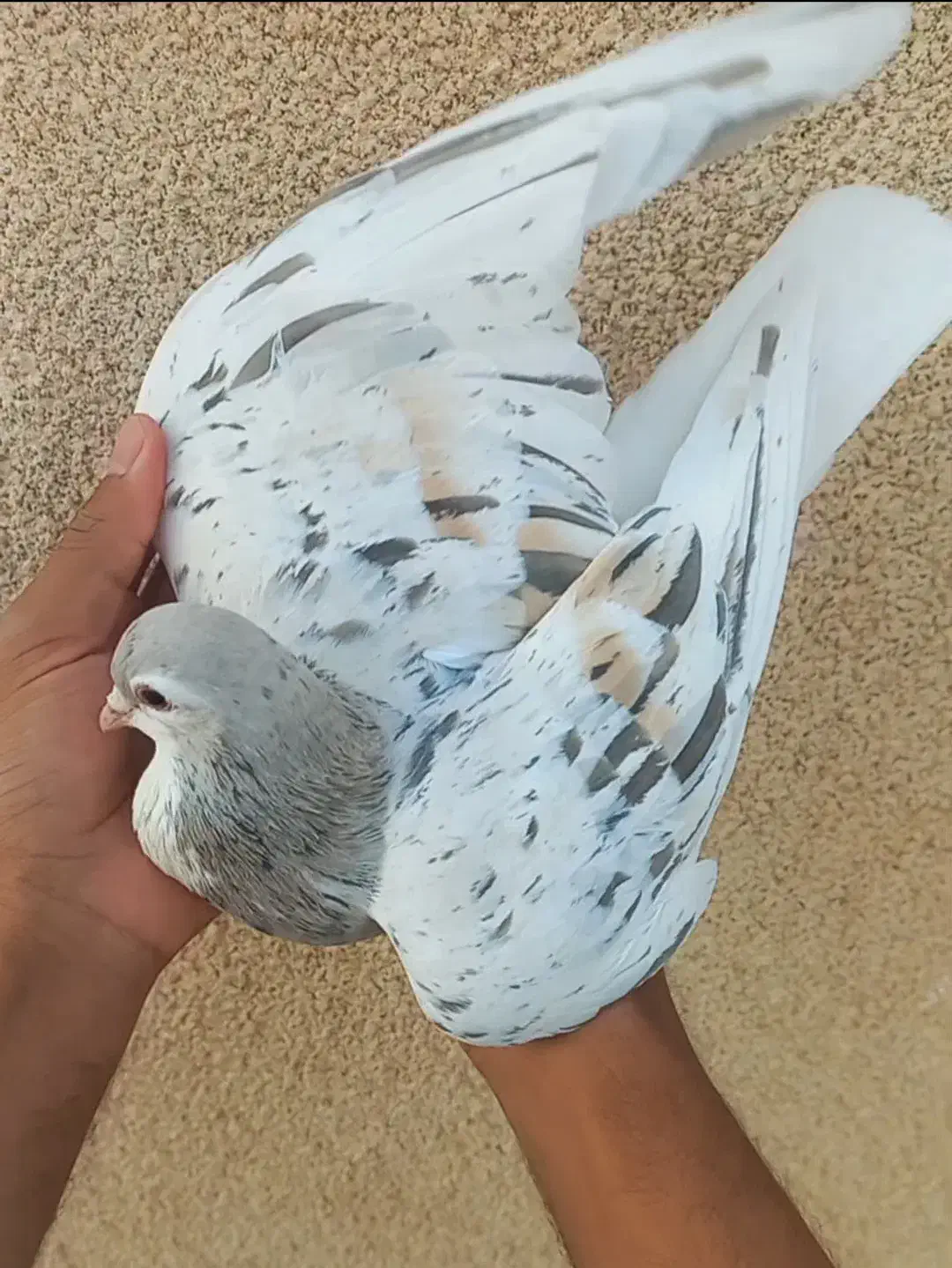 کبوتر  هفت رنگ  لطفا اگهی کامل خوانده شود|پرنده|زاوه, |دیوار