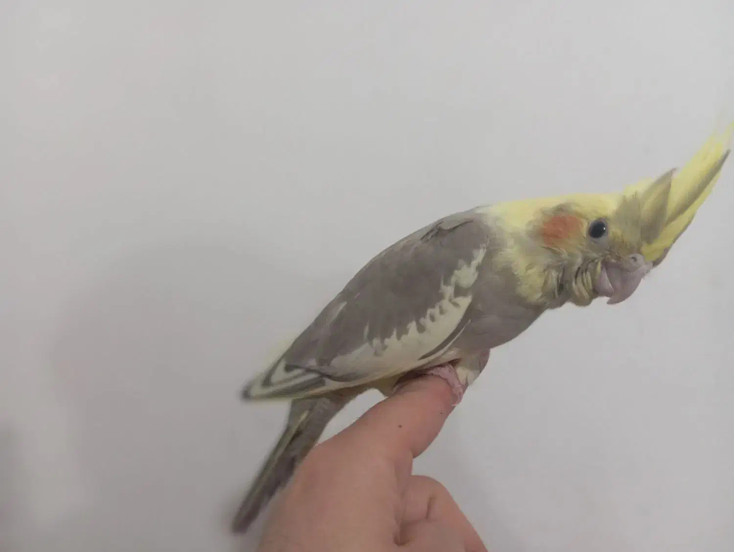 عروس هلندی دوماهه اماده یادگیری وتعلیم|پرنده|دماوند, گیلاوند|دیوار