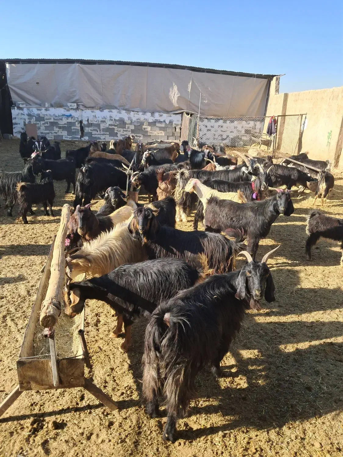 ۴۶راس گیسه بز کهره پازن|حیوانات مزرعه|مرودشت, تخت جمشید|دیوار