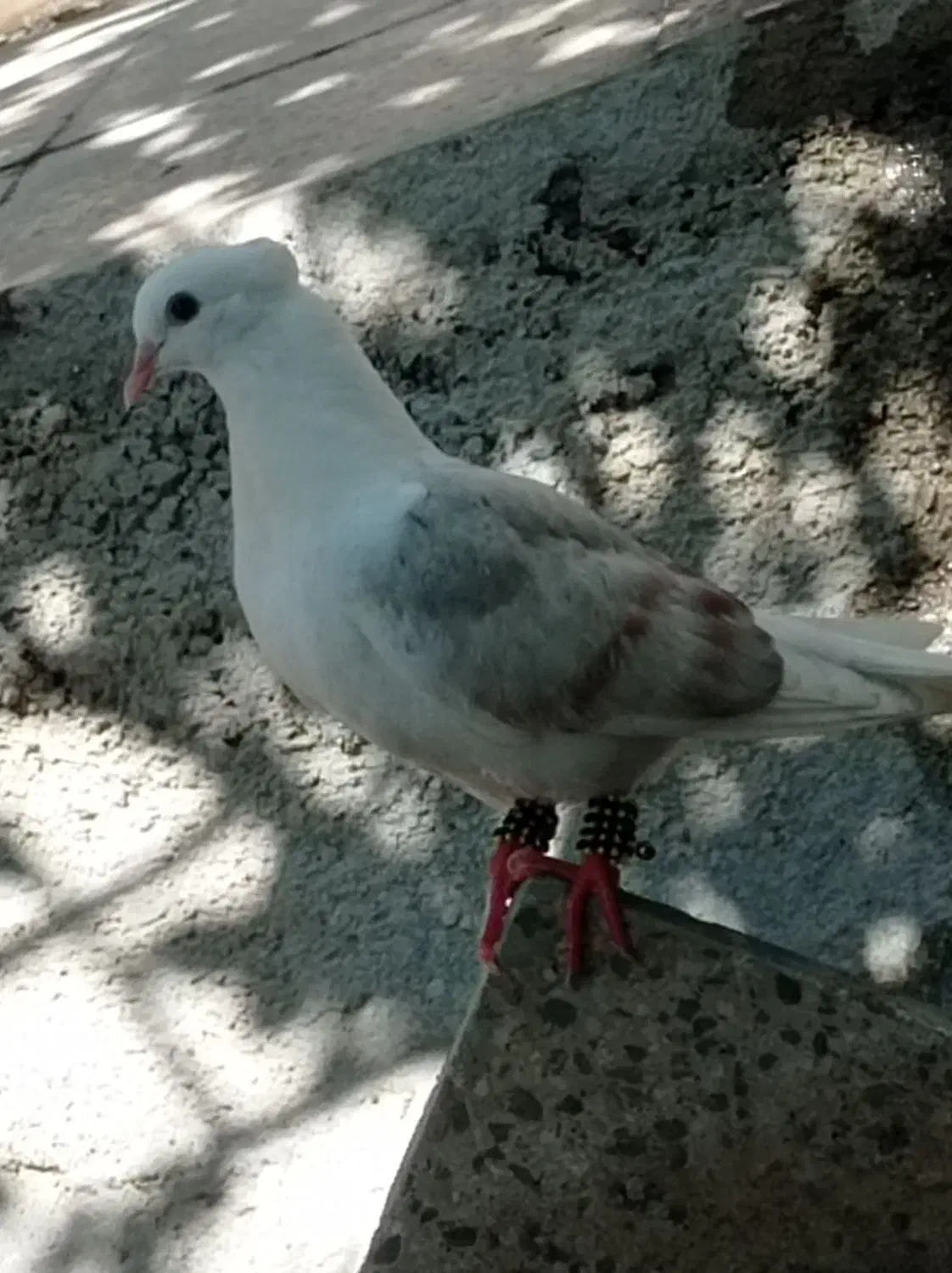 کبوتر خوشونه|حیوانات|پلدختر, |دیوار