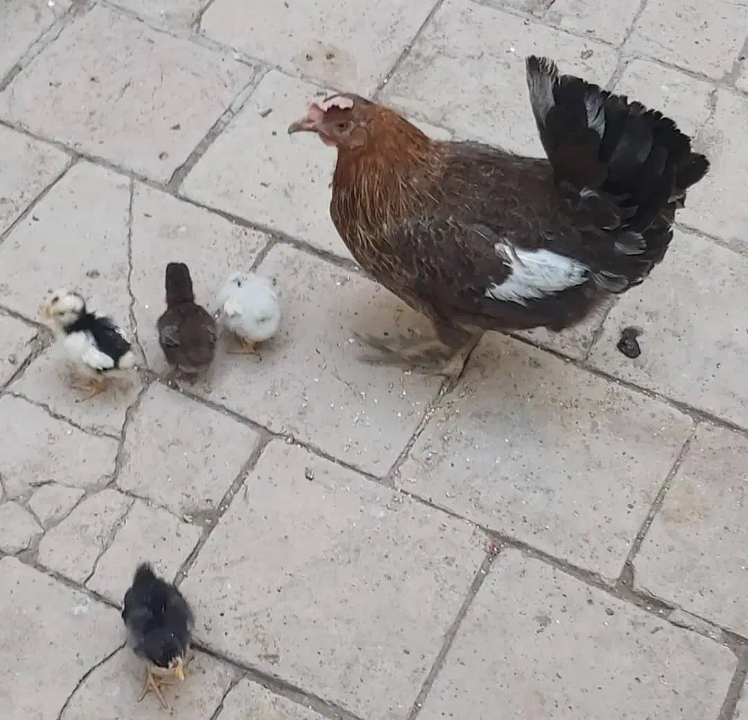 مرغ گلین|حیوانات مزرعه|اصفهان, وحید|دیوار