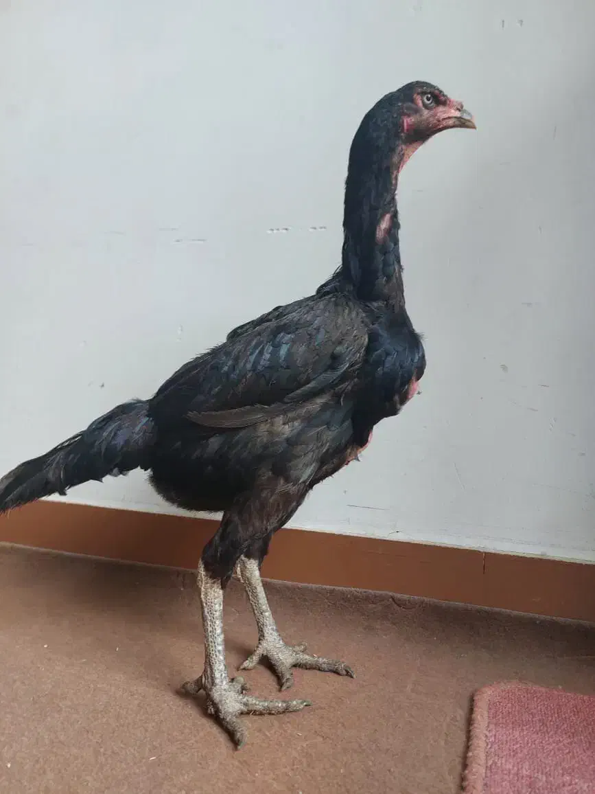 مرغ لاری، لاکندزی، گلین|حیوانات مزرعه|شاهین‌شهر, سعدی شمالی|دیوار