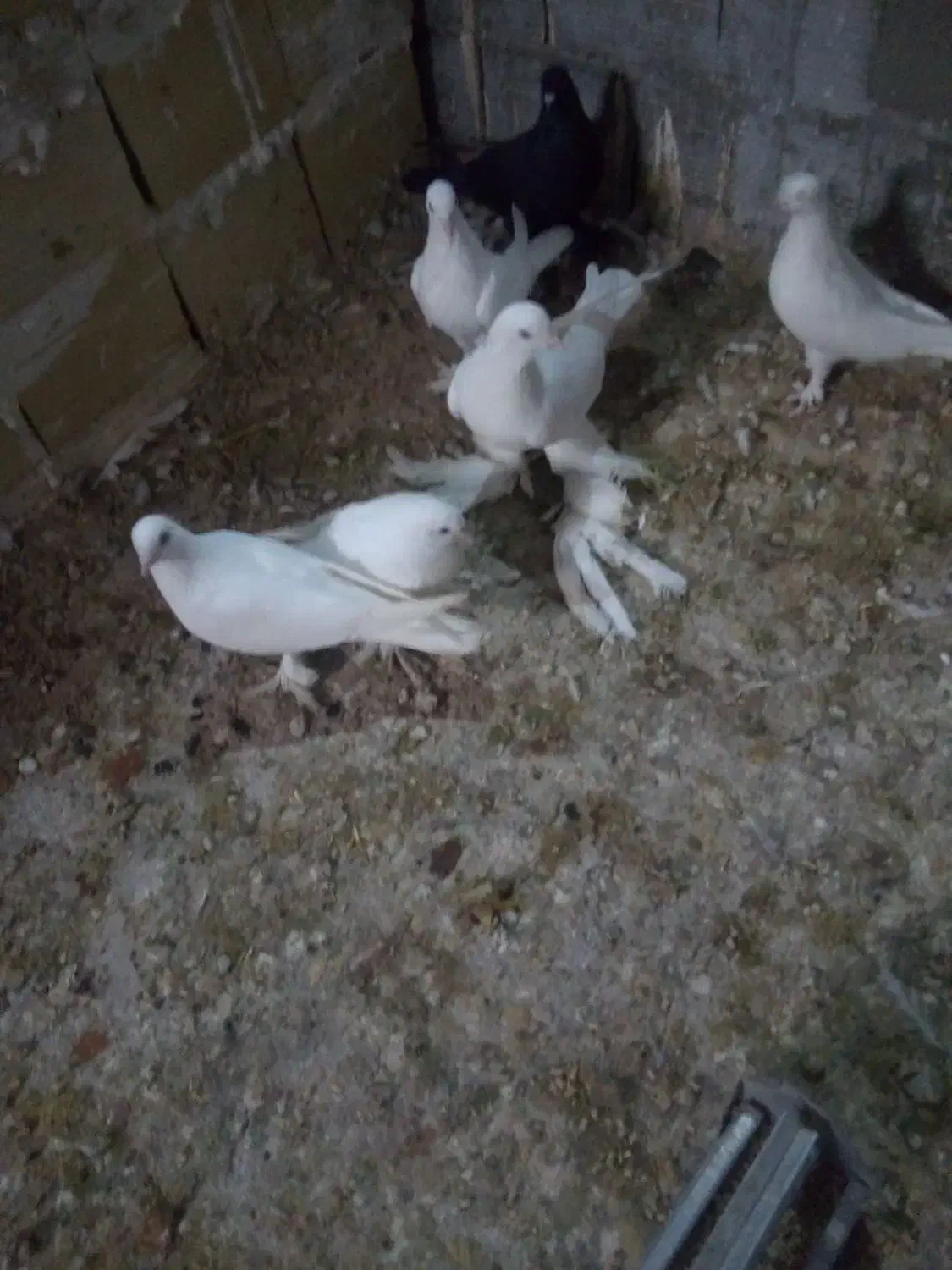 کفتر لوطی 11 عدد|پرنده|تبریز, |دیوار