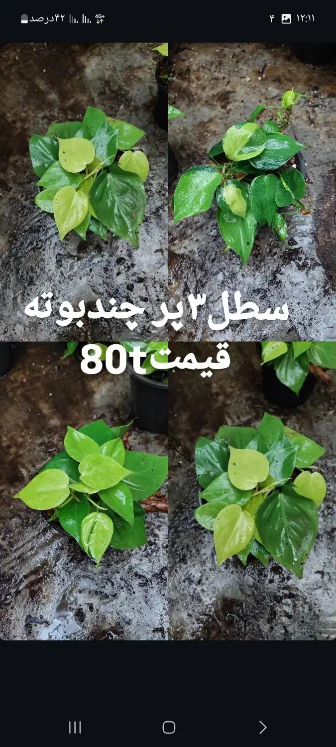 پتوس|گل و گیاه طبیعی|رشت, کوی طالقانی|دیوار