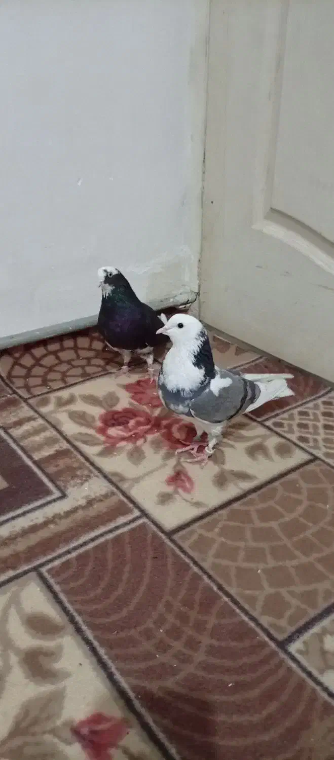 اگه کفتر بازی حتما نگاه کن|پرنده|اسلامشهر, چیچکلو|دیوار