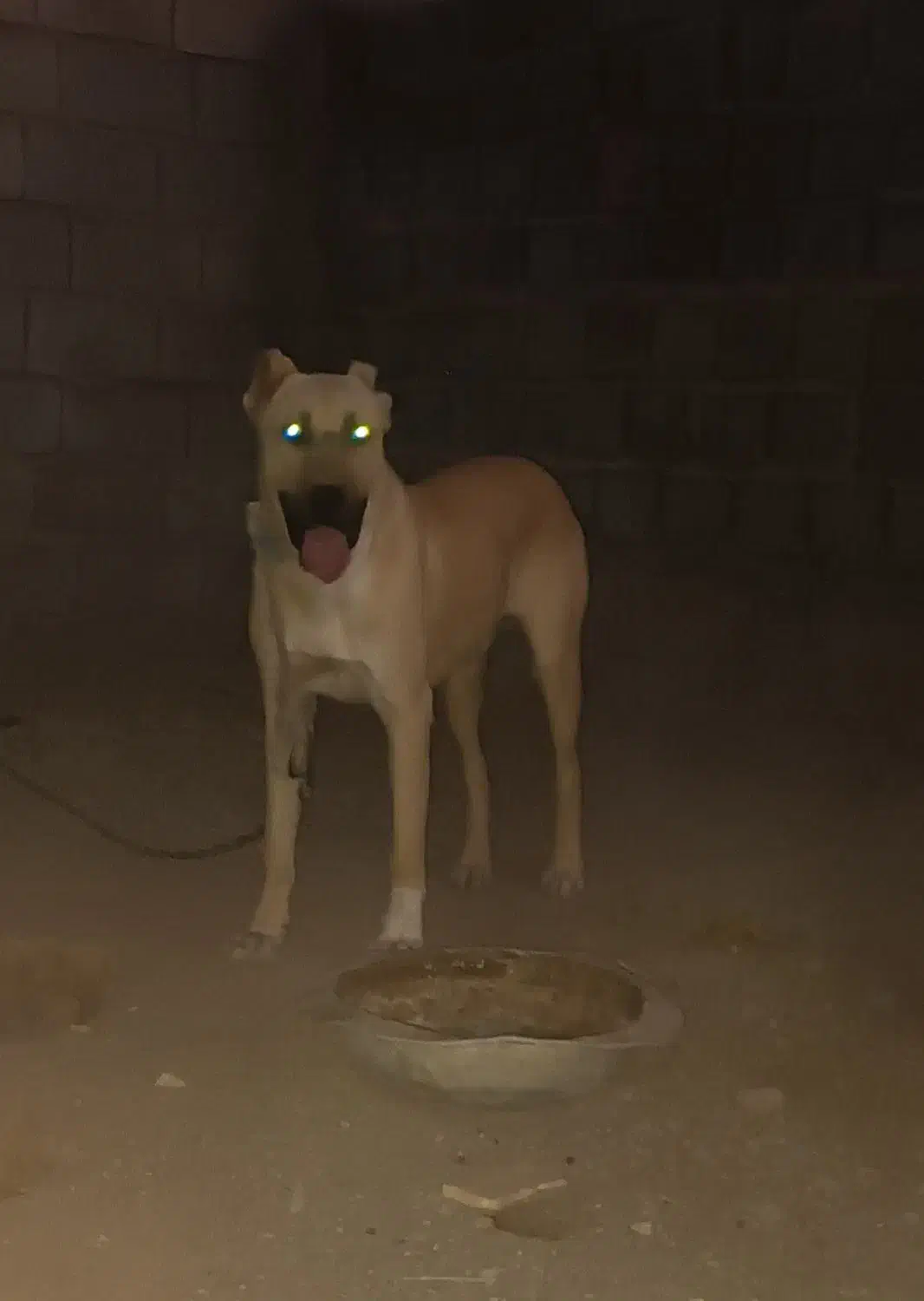 سگ افقان|سگ|بیرجند, |دیوار