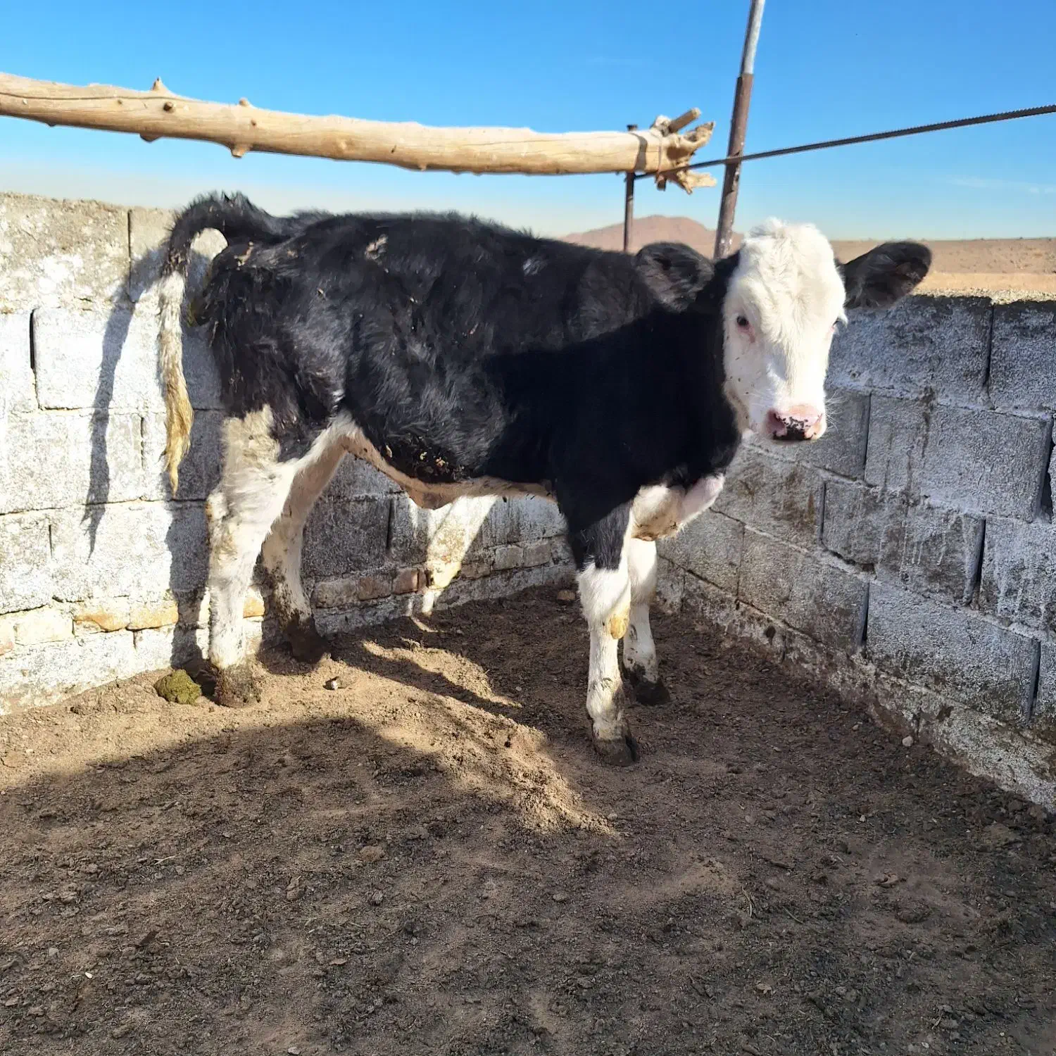 گوساله ماده منتی بلیارد|حیوانات مزرعه|خضر آباد, |دیوار