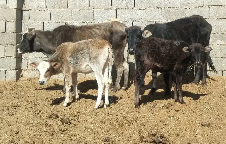 گاو گوساله تعاونی ارزون قیمت|حیوانات مزرعه|شیراز, گویم|دیوار