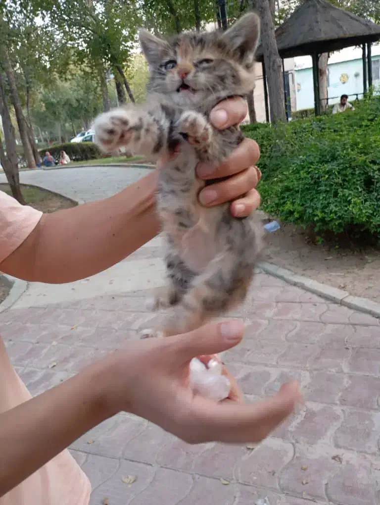 ۵ تا گربه ناز و ملوس بدون مادر|گربه|شیراز, شهرک جماران|دیوار