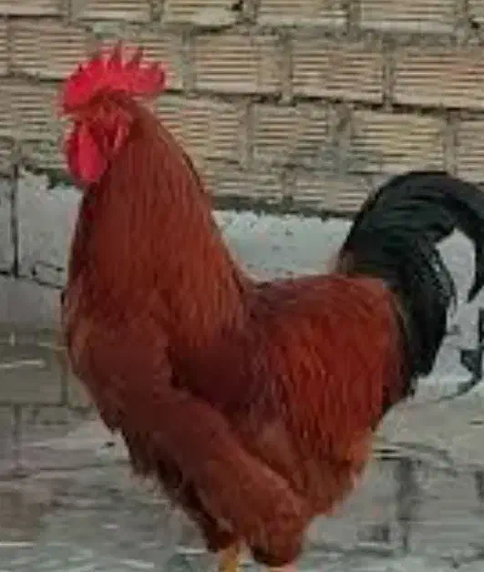 خروس محلی|حیوانات مزرعه|اسفراین, |دیوار