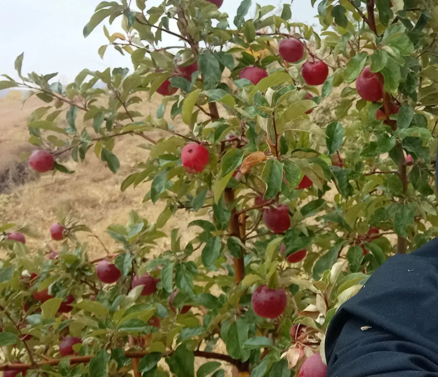 فروش باغشهری|فروش دفتر صنعتی، کشاورزی، تجاری|شیراز, کودیان|دیوار