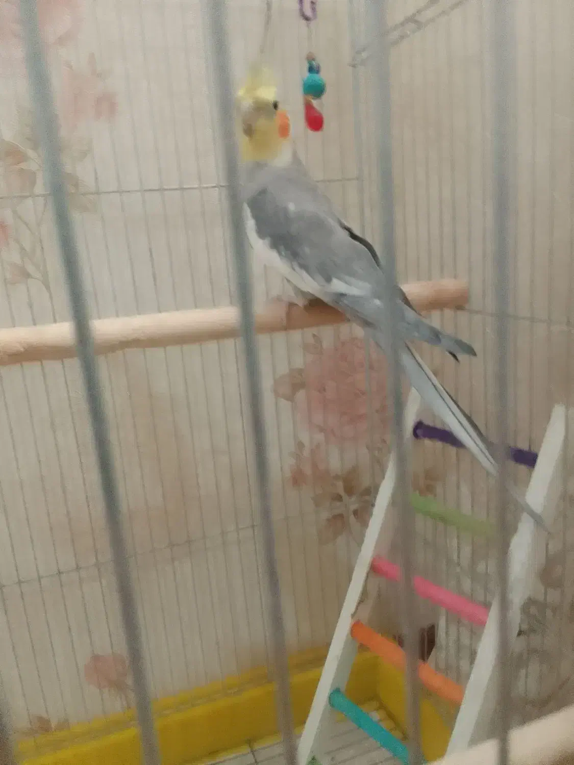 عروس هلندی نر سخنگو|پرنده|همدان, |دیوار