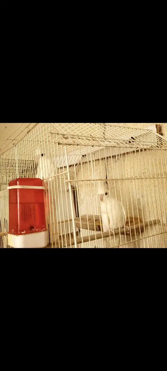 جفت عروس هلندی آلبینو مولد|پرنده|بندر ماهشهر, |دیوار