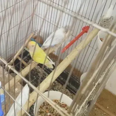 جفت کوتوله مولد|پرنده|ایرانشهر, |دیوار