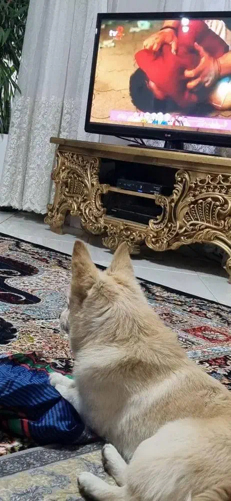 پامرین روباهی|سگ|پاکدشت, پاکدشت (مامازند)|دیوار