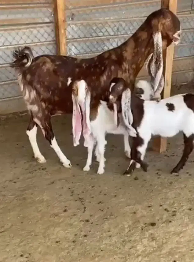 ۲تا بز ۲قلو دار پاکستانی درج یک|حیوانات مزرعه|همدان, |دیوار