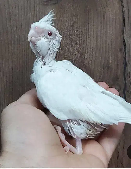 عروس هلندی|پرنده|خرمشهر, |دیوار