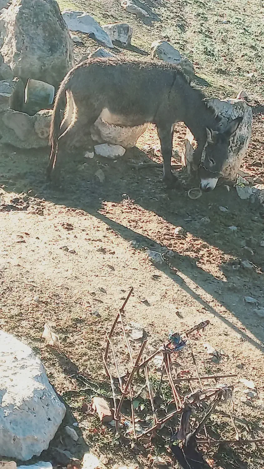 فروش الاغ|حیوانات مزرعه|دهدشت, |دیوار