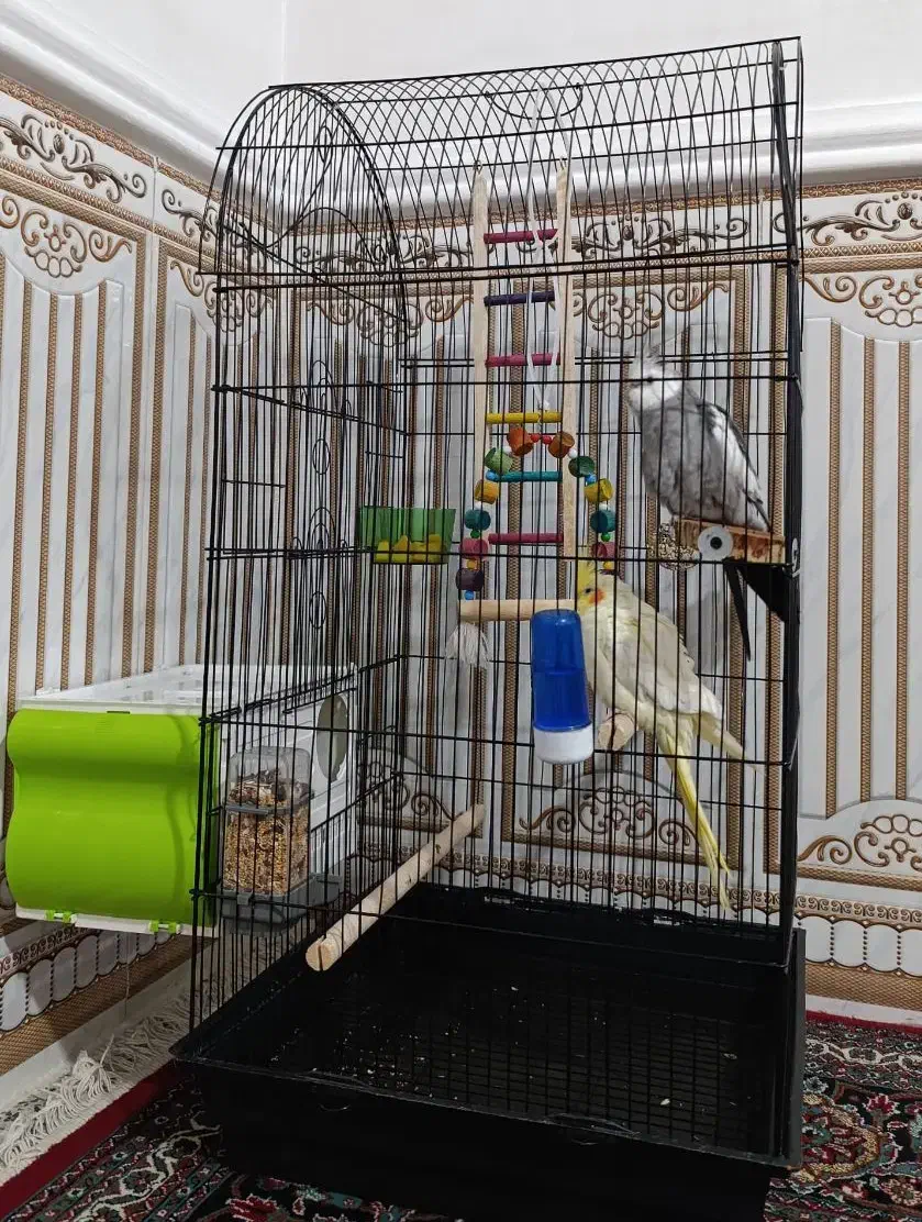 عروس هلندی|پرنده|زاغه, |دیوار