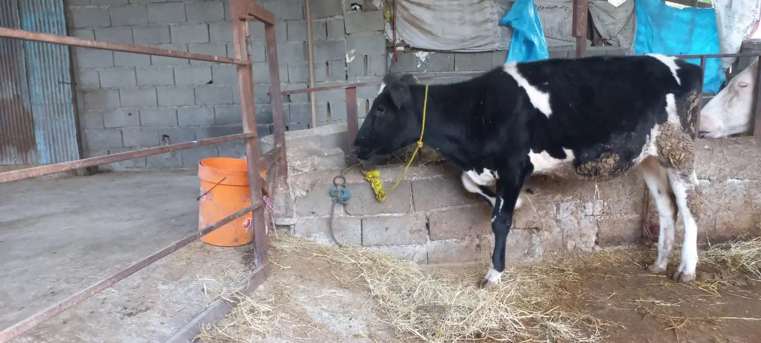 یک رای تلیسه هلاشتاین اصیل|حیوانات مزرعه|ساری, |دیوار