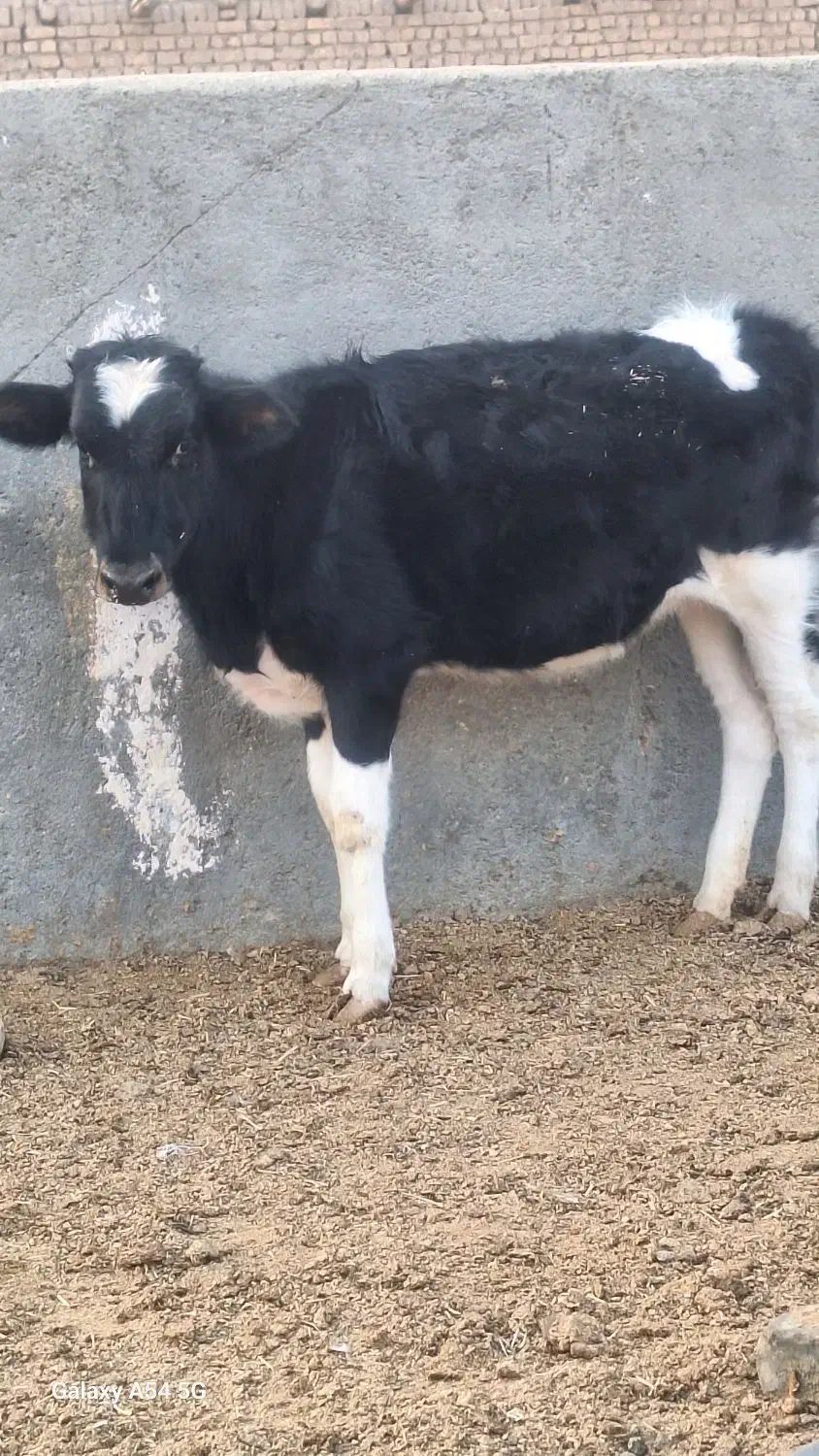 گوساله ماده و گوساله نر|حیوانات مزرعه|جعفرآباد, |دیوار