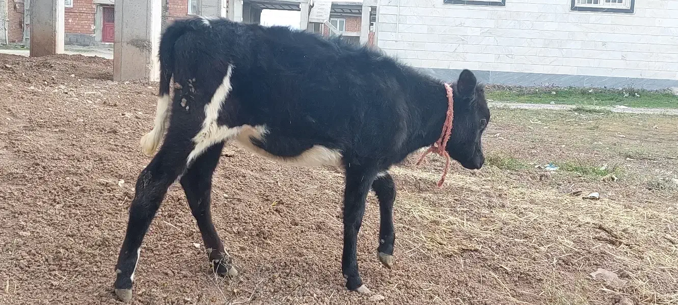 ننه بالا|حیوانات|ویلکیج, |دیوار