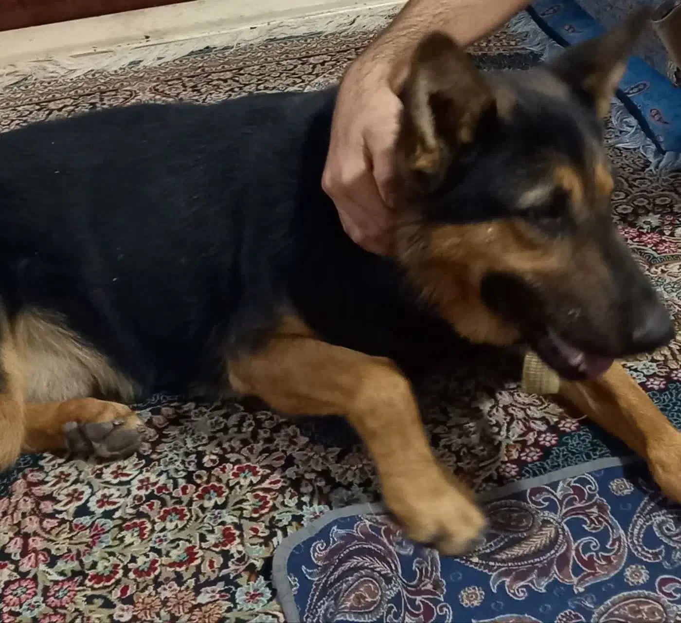 واگذاری سگ ژرمنسگ|سگ|کرمان, |دیوار