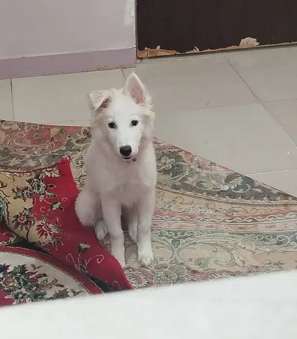 واگذاری سگ|سگ|اهواز, سپیدار|دیوار