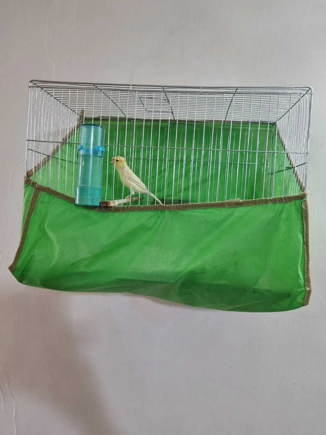 قناری نر|پرنده|شهر ری, علایین|دیوار