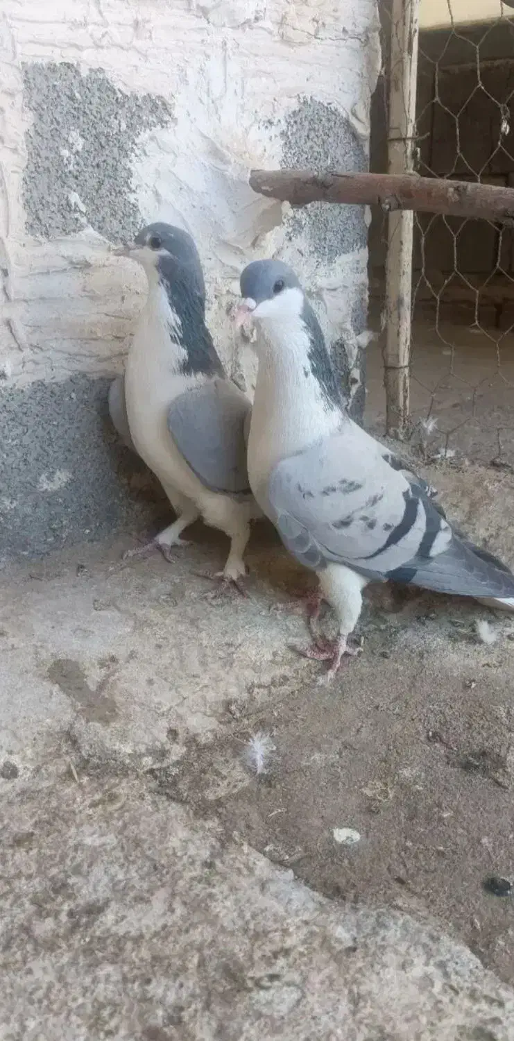 کبوتر لچکی مهر|پرنده|بیستون, |دیوار