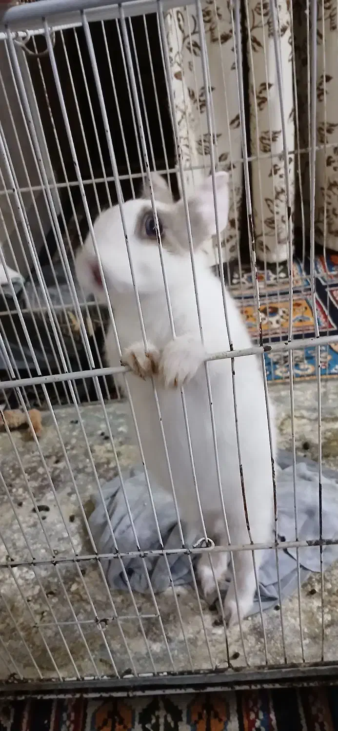 خرگوش|موش و خرگوش|نیشابور, مازول|دیوار