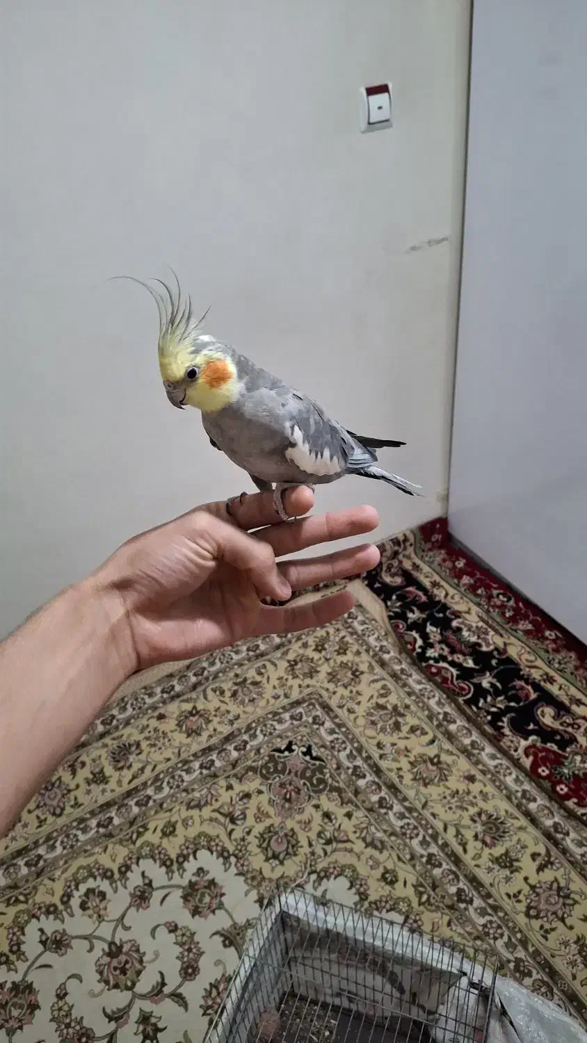 عروس هلندی|پرنده|همدان, |دیوار