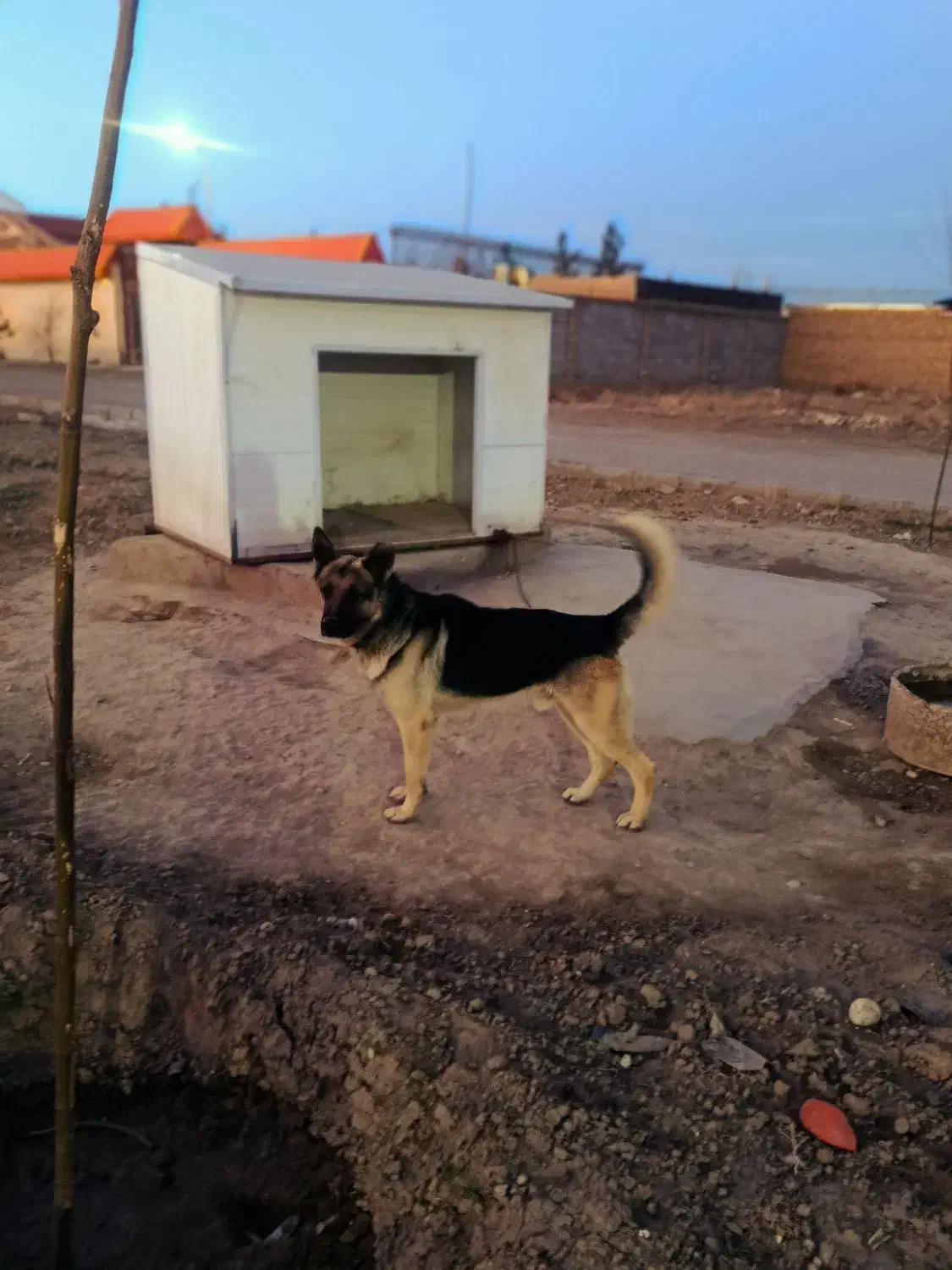 سگ ژرمن بلک|سگ|مشهد, کارمندان دوم|دیوار