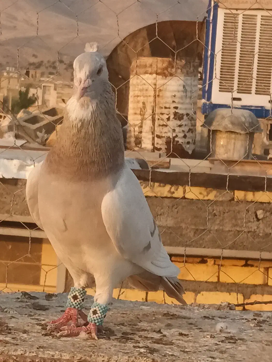 کبوتر|پرنده|شیراز, حومه شیراز|دیوار