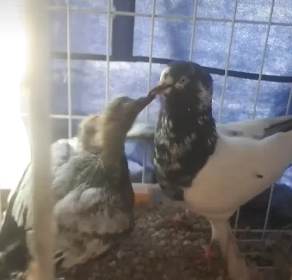 فروش کبوتر سخی رقم ۱۰و۱۲۸|پرنده|بندرعباس, |دیوار