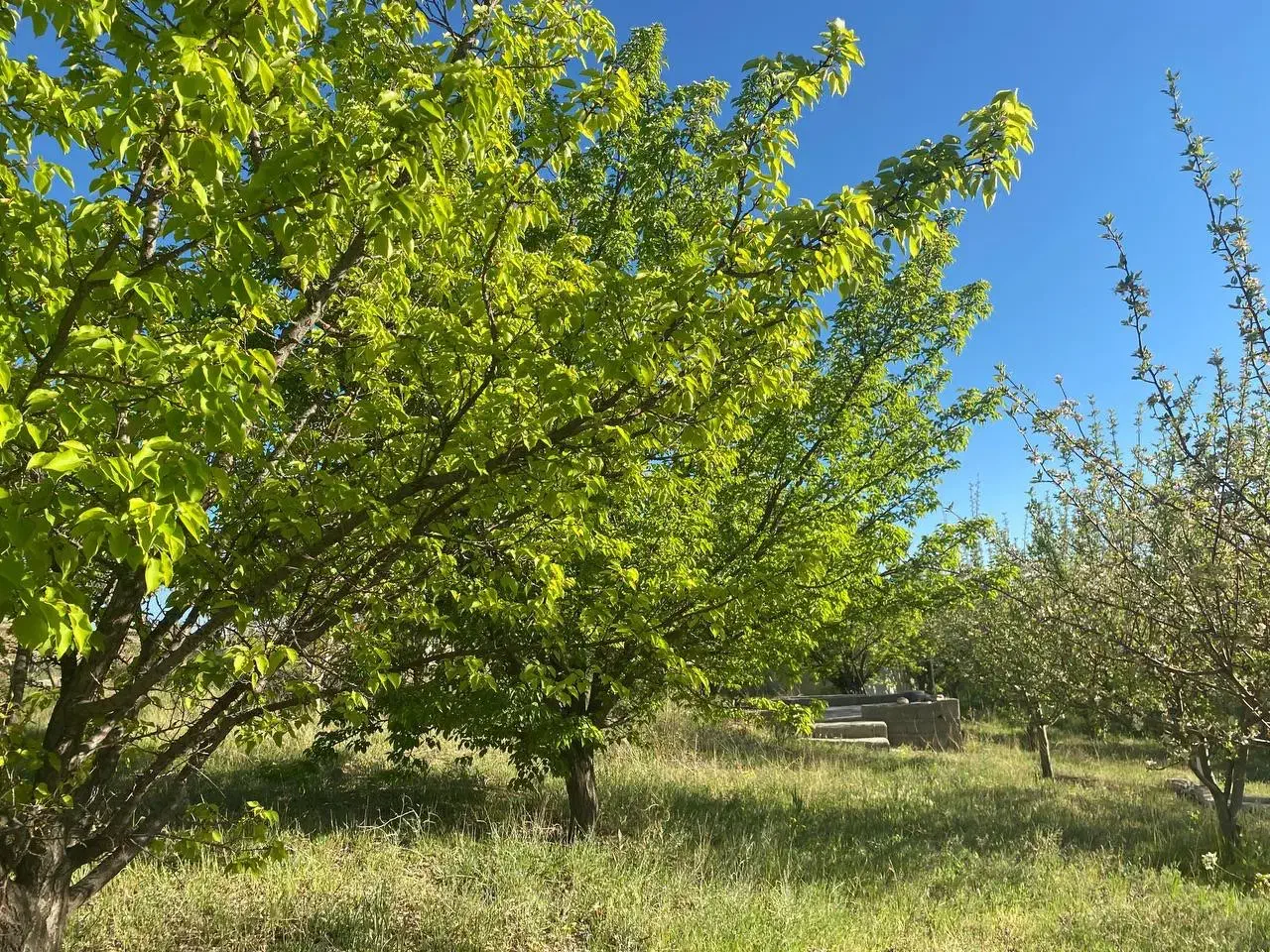 باغ شهر|فروش دفتر صنعتی، کشاورزی، تجاری|زنجانرود, |دیوار