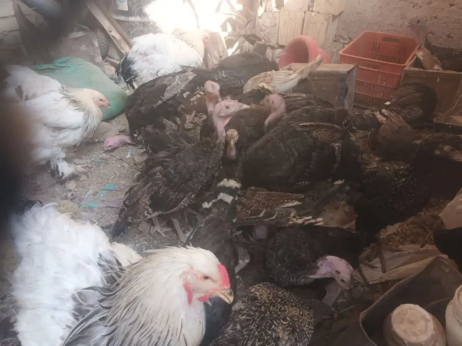 بوقلمون، برهماومرغوخروس|حیوانات مزرعه|دشتابی, |دیوار