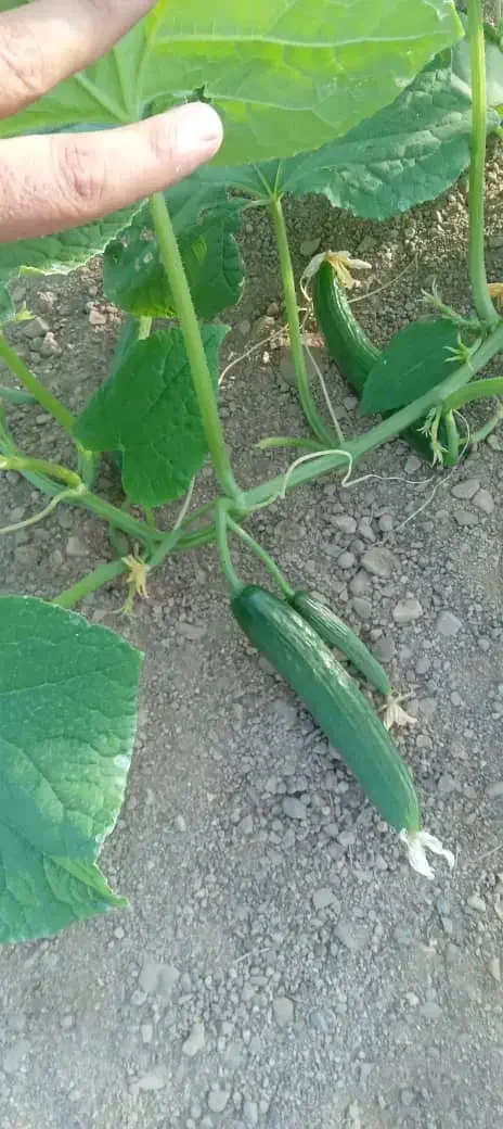 خیار سبز|خوردنی و آشامیدنی|تهران, امام زاده عبدالله|دیوار