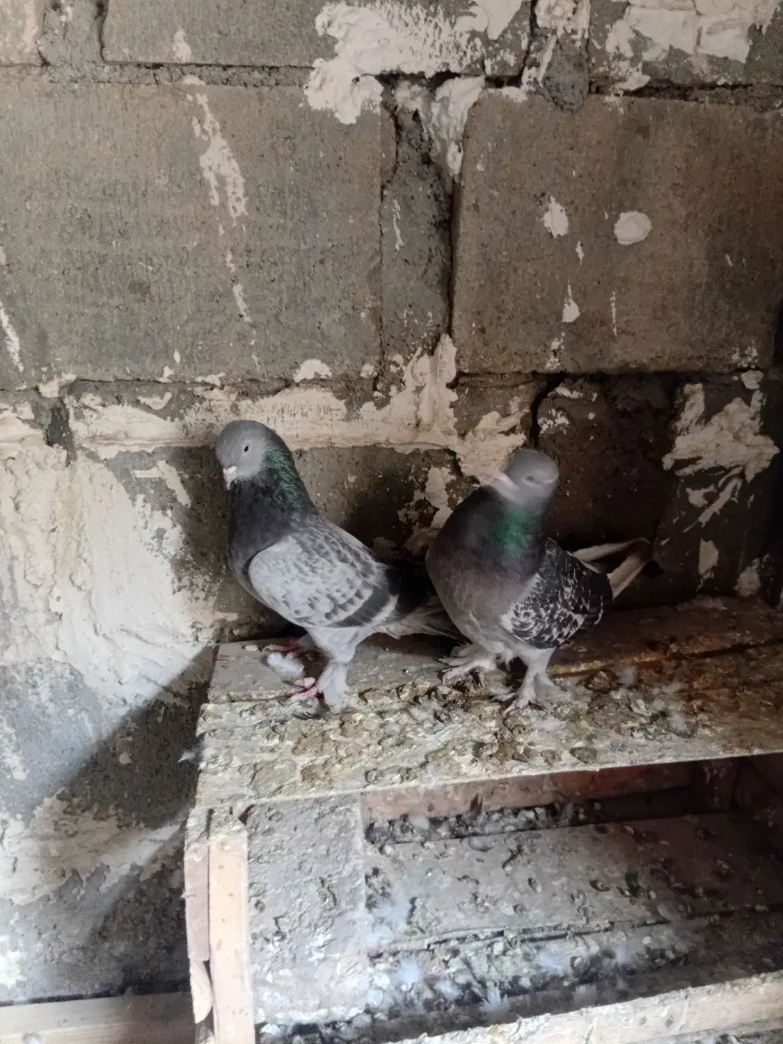 جفت ترکیه نرو ماده|پرنده|میاندوآب, |دیوار