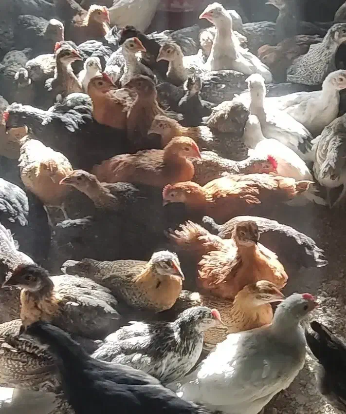 جوجه مرغوخروس محلی و بوقلمون محلی|حیوانات مزرعه|شیراز, رکنآباد|دیوار