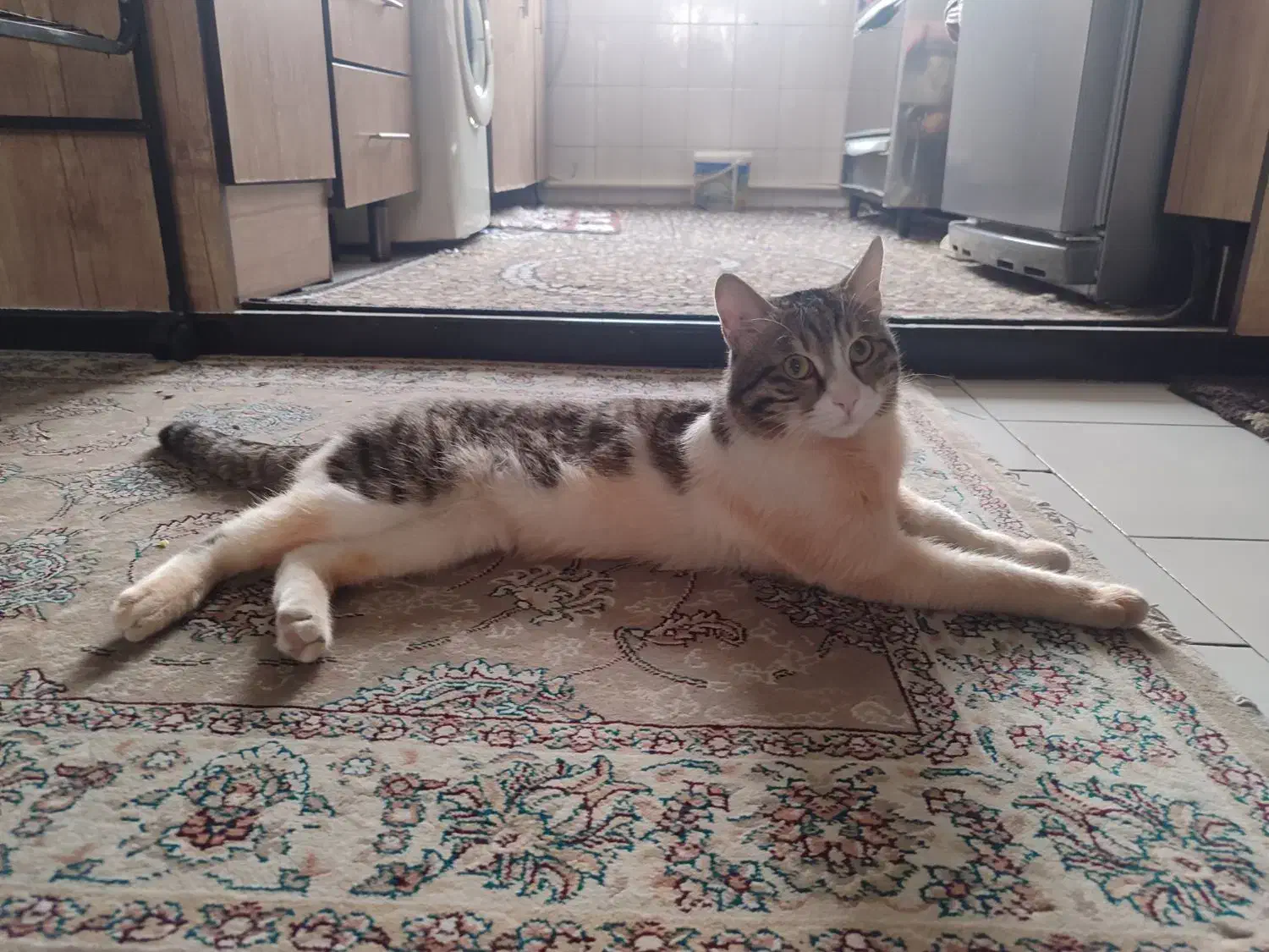 گربه واگذاری|گربه|تهران, امام حسین|دیوار