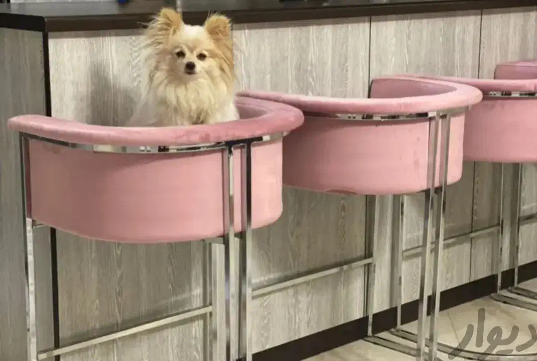 صندلی اپن یونیک|میز و صندلی غذاخوری|ارومیه, |دیوار