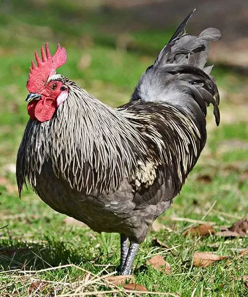 تخم نطفه دار مرغ تخم گذار آیسبار فرانسوی|حیوانات مزرعه|لاهیجان, قیام|دیوار