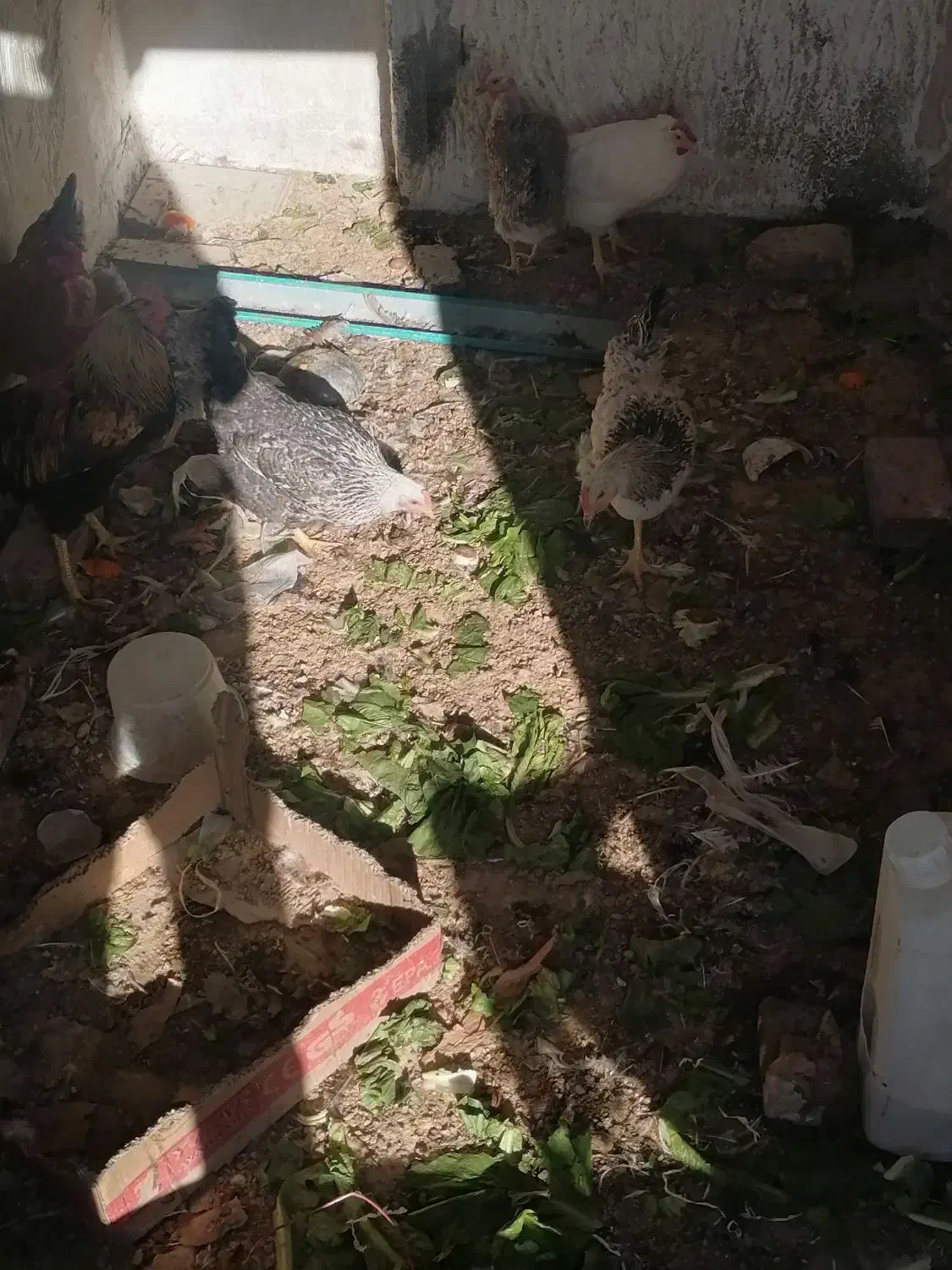 مرغ و خروس|حیوانات مزرعه|کرمان, |دیوار