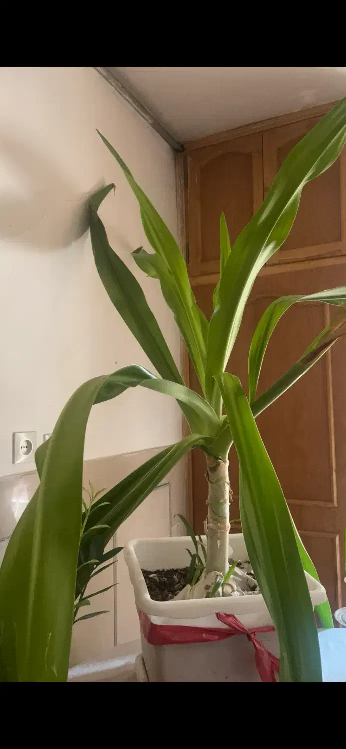 گل اشک ملکه قیمت مناسب|گل و گیاه طبیعی|اصفهان, کارلادان|دیوار