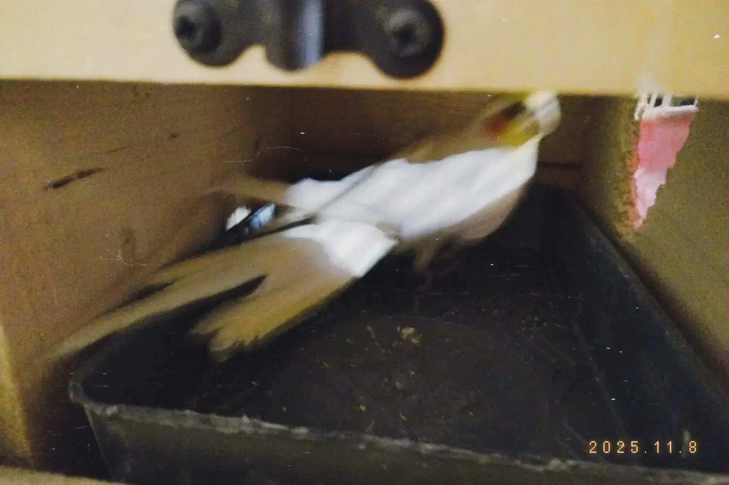 جفت عروس هلندی لوتینو|پرنده|بندرعباس, |دیوار